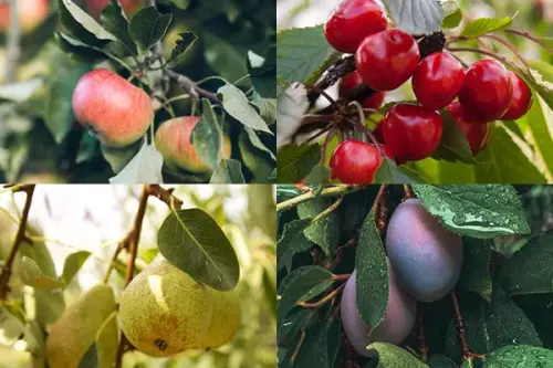 Arboriculture / Fruitier